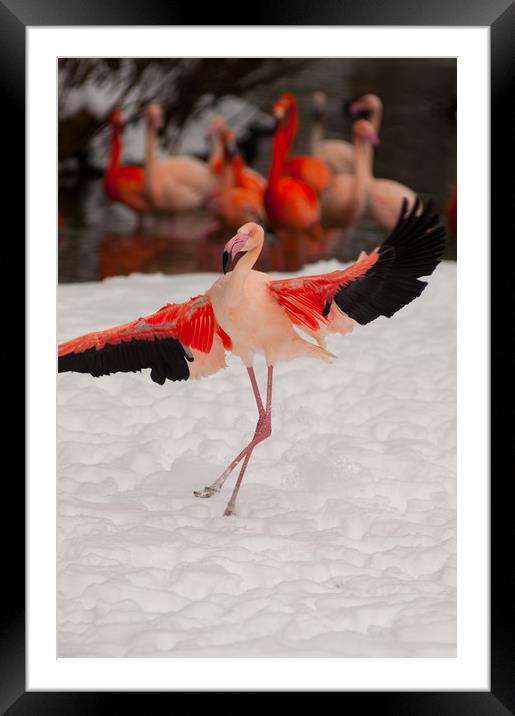 Flamenco dancer! Framed Mounted Print by Andrew Michael