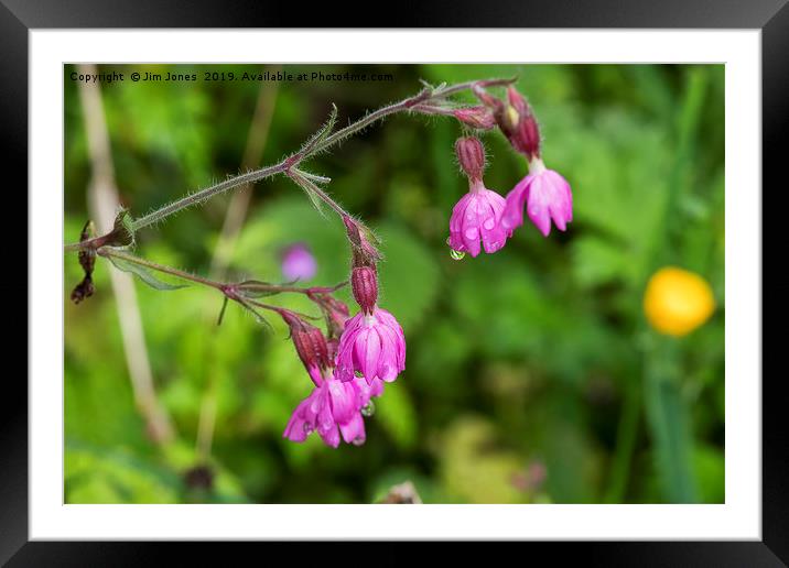 English Wild Flowers - Red Campion after rain Framed Mounted Print by Jim Jones