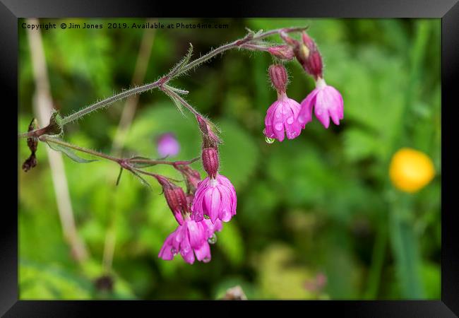 English Wild Flowers - Red Campion after rain Framed Print by Jim Jones