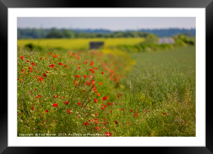 VergeSide Poppies Framed Mounted Print by Paul Brewer