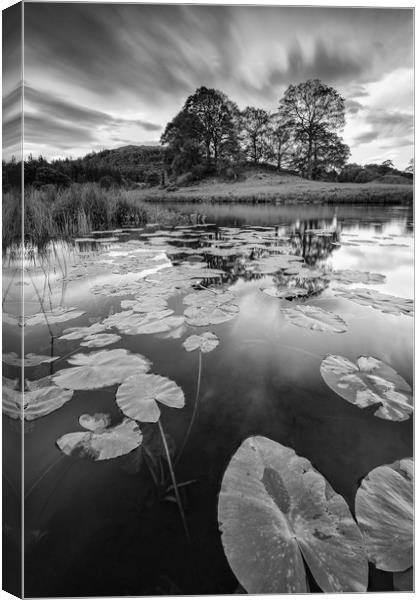 Elterwater water lily Canvas Print by Jed Pearson