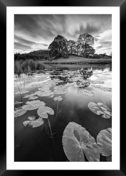 Elterwater water lily Framed Mounted Print by Jed Pearson
