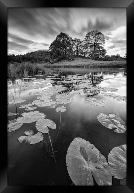 Elterwater water lily Framed Print by Jed Pearson