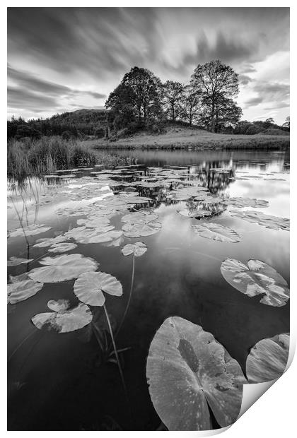 Elterwater water lily Print by Jed Pearson