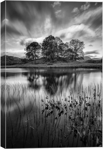 Trees at Elterwater Canvas Print by Jed Pearson