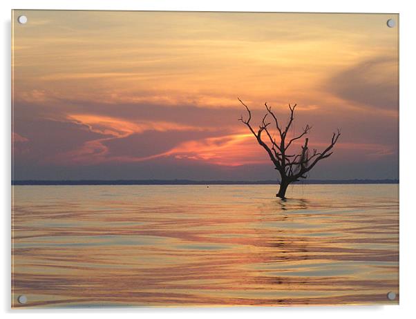 Lake Maracaibou Sunset Acrylic by tim bowron