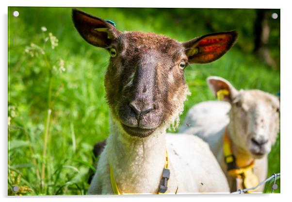 Sheep Acrylic by Hamperium Photography