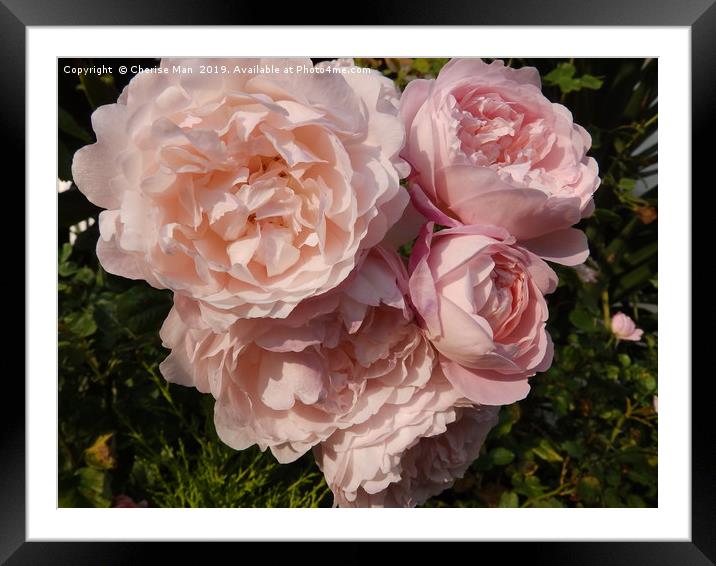 A bouquet of pink rose flowers   Framed Mounted Print by Cherise Man