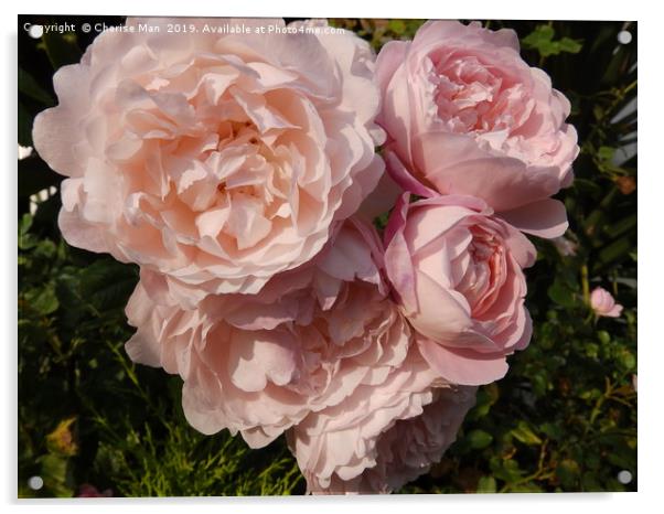 A bouquet of pink rose flowers   Acrylic by Cherise Man