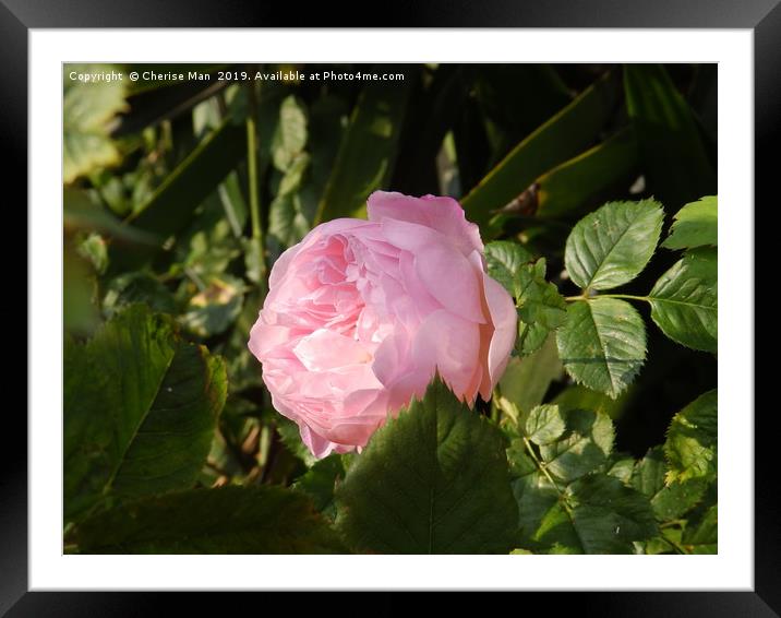 Alone pink rose flower Framed Mounted Print by Cherise Man
