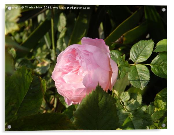 Alone pink rose flower Acrylic by Cherise Man