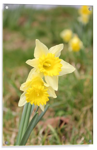 Daffodil Acrylic by kelly Draper