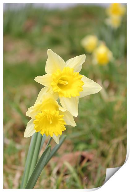 Daffodil Print by kelly Draper