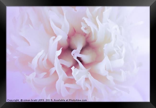 White Paeonia flower head abstract close up Framed Print by Simon Bratt LRPS