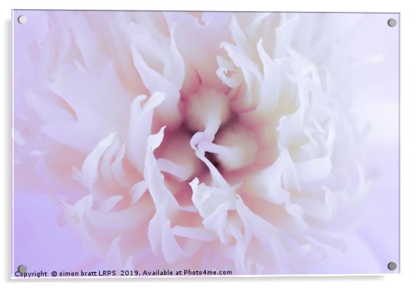 White Paeonia flower head abstract close up Acrylic by Simon Bratt LRPS