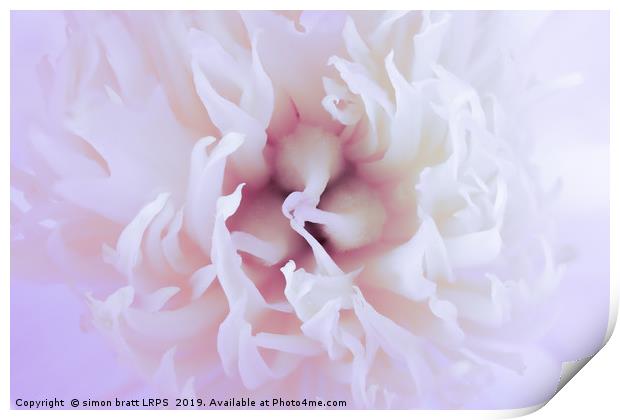 White Paeonia flower head abstract close up Print by Simon Bratt LRPS