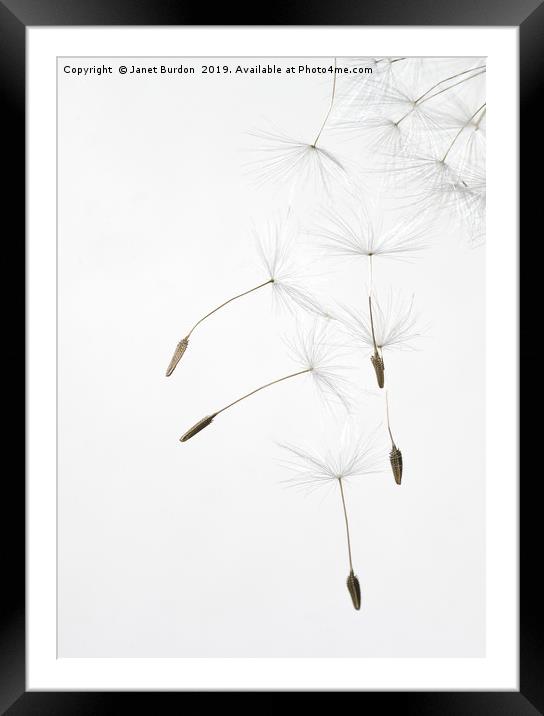 Dandelion Seeds Framed Mounted Print by Janet Burdon