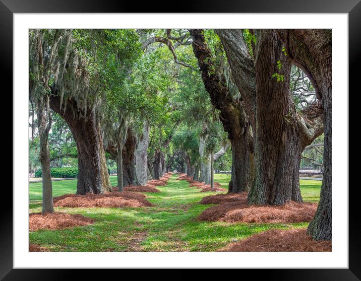 Avenue of Oaks Over Grass Framed Mounted Print by Darryl Brooks