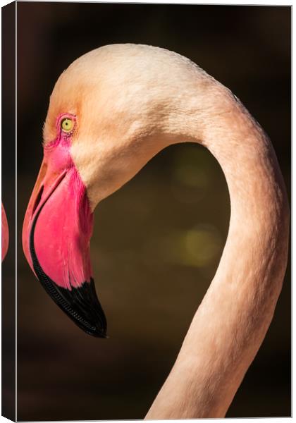 Flamingo                        Canvas Print by chris smith
