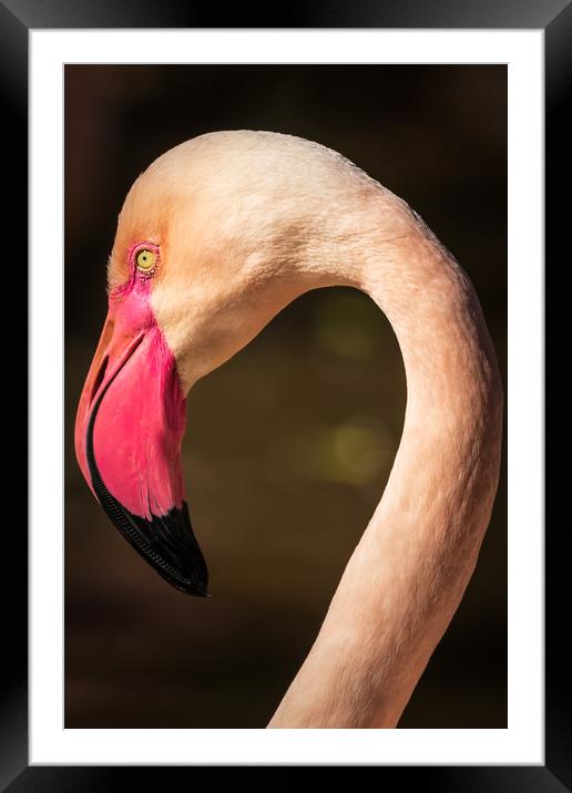 Flamingo                        Framed Mounted Print by chris smith