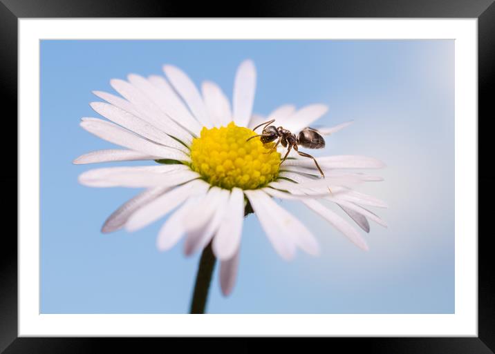 Ant On A Flower  Framed Mounted Print by Mike C.S.