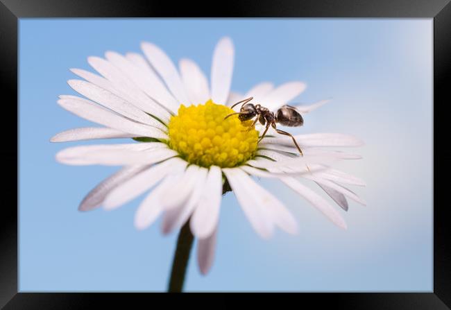 Ant On A Flower  Framed Print by Mike C.S.