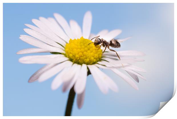 Ant On A Flower  Print by Mike C.S.