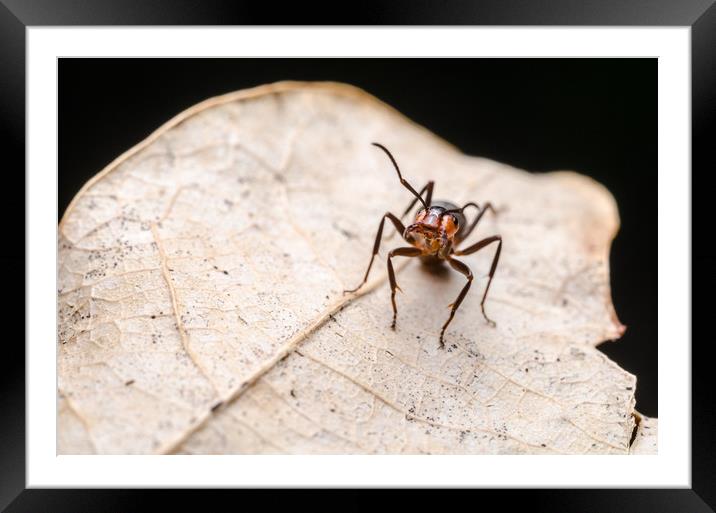 Ant On A Leaf  Framed Mounted Print by Mike C.S.