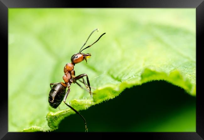 Ant In The Forest  Framed Print by Mike C.S.