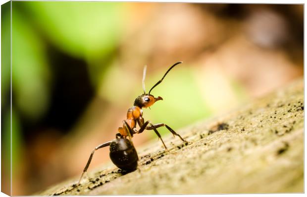 Ant On The Forest Floor  Canvas Print by Mike C.S.