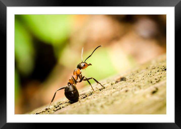Ant On The Forest Floor  Framed Mounted Print by Mike C.S.