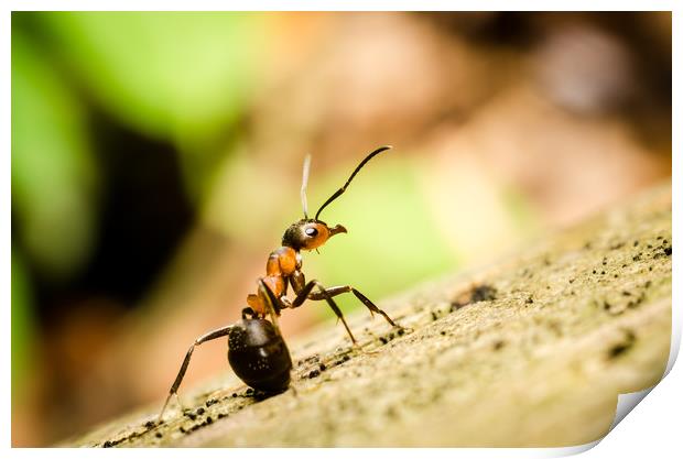 Ant On The Forest Floor  Print by Mike C.S.