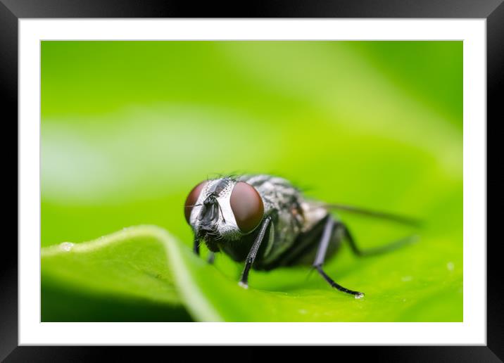 Fly On A Leaf  Framed Mounted Print by Mike C.S.