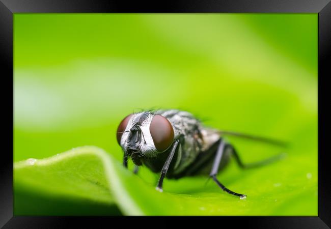 Fly On A Leaf  Framed Print by Mike C.S.
