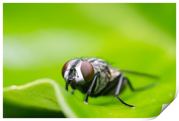 Fly On A Leaf  Print by Mike C.S.