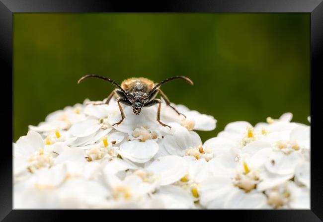 Longhorn Beetle On A Flower  Framed Print by Mike C.S.
