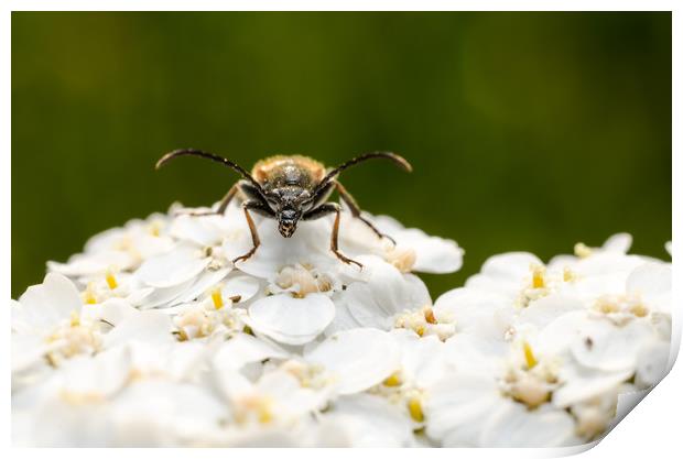 Longhorn Beetle On A Flower  Print by Mike C.S.