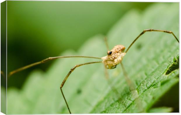 Daddy Longlegs Spider   Canvas Print by Mike C.S.