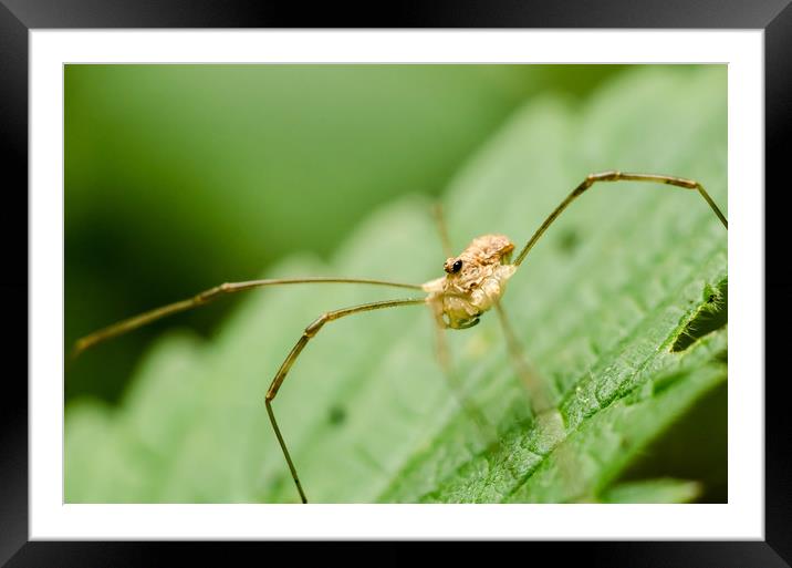 Daddy Longlegs Spider   Framed Mounted Print by Mike C.S.
