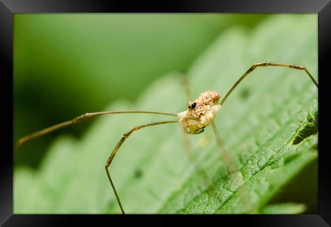 Daddy Longlegs Spider   Framed Print by Mike C.S.