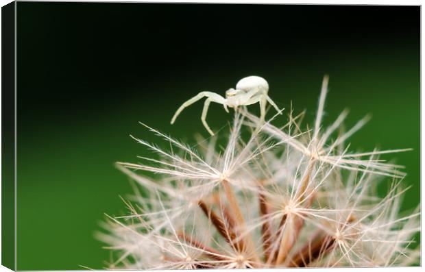 Crab Spider On A Dandelion Flower  Canvas Print by Mike C.S.