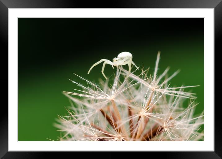 Crab Spider On A Dandelion Flower  Framed Mounted Print by Mike C.S.