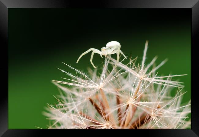 Crab Spider On A Dandelion Flower  Framed Print by Mike C.S.