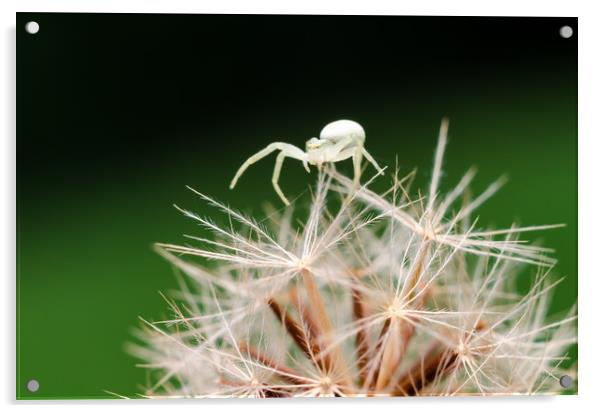 Crab Spider On A Dandelion Flower  Acrylic by Mike C.S.