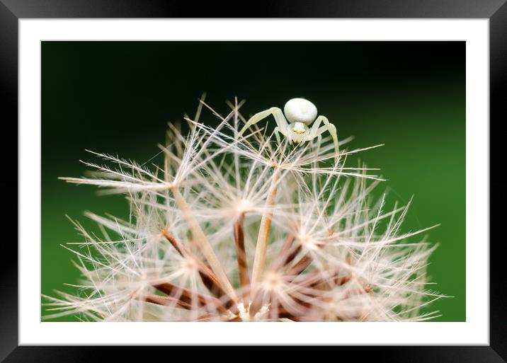 Crab Spider On A Dandelion  Framed Mounted Print by Mike C.S.