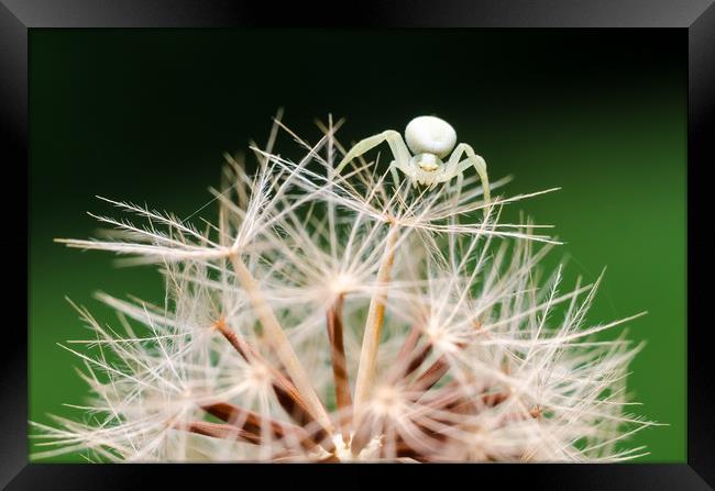 Crab Spider On A Dandelion  Framed Print by Mike C.S.