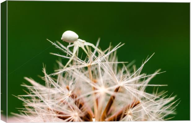 Tiny Crab Spider On A Dandelion  Canvas Print by Mike C.S.