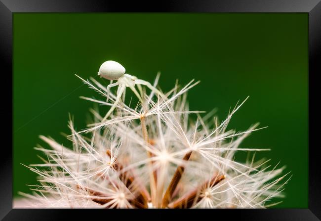 Tiny Crab Spider On A Dandelion  Framed Print by Mike C.S.