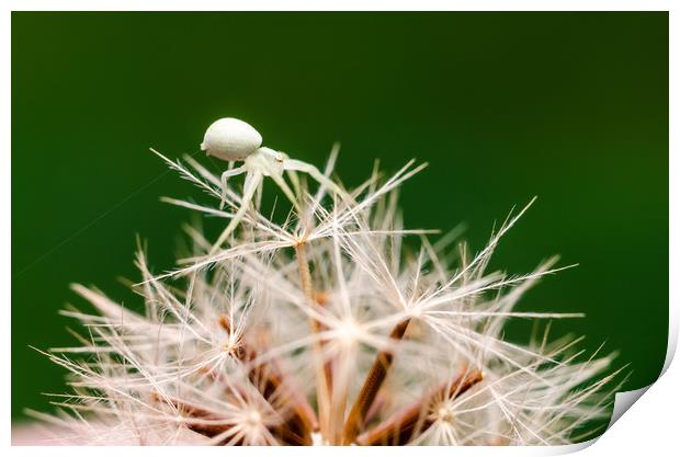 Tiny Crab Spider On A Dandelion  Print by Mike C.S.