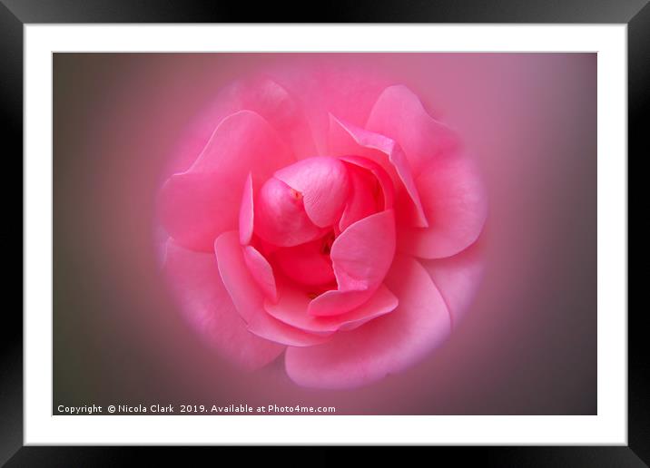 Pink Rose Framed Mounted Print by Nicola Clark